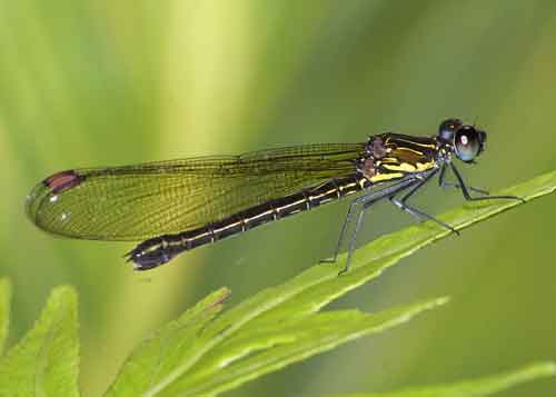 Chlorocyphidae Alchetron, The Free Social Encyclopedia